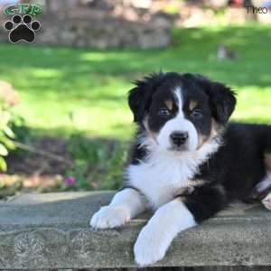 Theo, Australian Shepherd Puppy