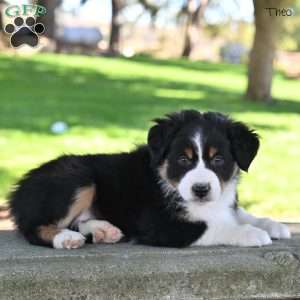 Theo, Australian Shepherd Puppy