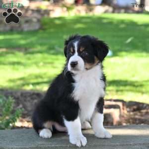 Theo, Australian Shepherd Puppy