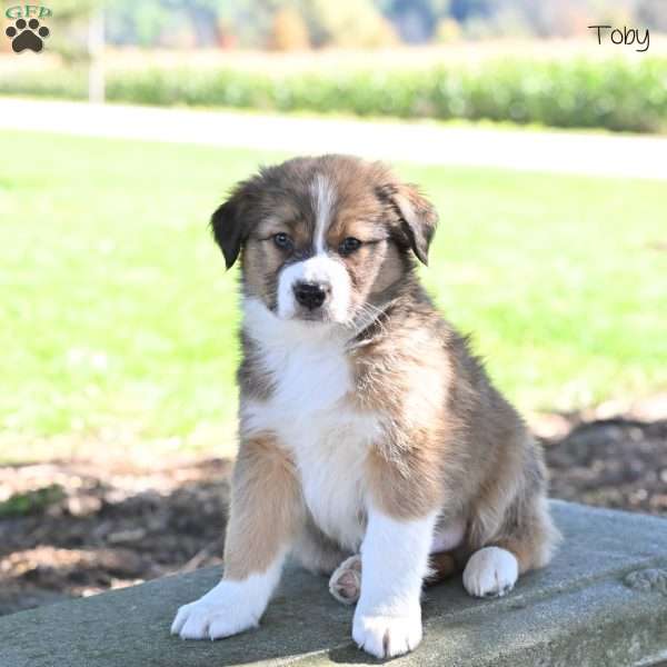 Toby, Australian Shepherd Puppy