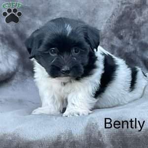 Bently, Havanese Puppy