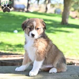 Toby, Australian Shepherd Puppy