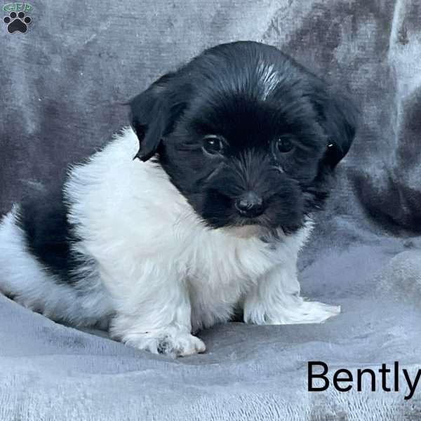 Bently, Havanese Puppy