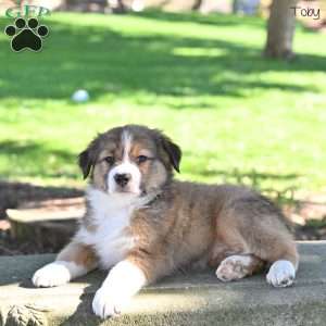 Toby, Australian Shepherd Puppy
