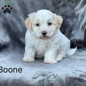 Boone, Havanese Puppy