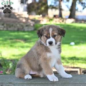 Toby, Australian Shepherd Puppy