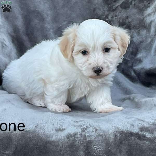 Boone, Havanese Puppy