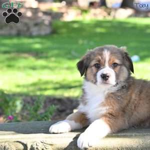 Toby, Australian Shepherd Puppy
