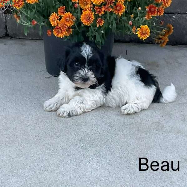 Beau, Havanese Puppy