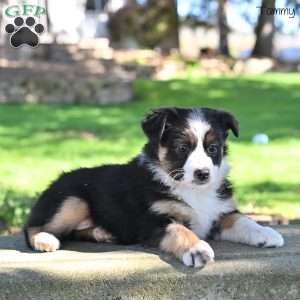 Tammy, Australian Shepherd Puppy