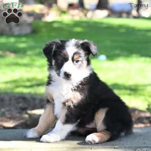 Tammy, Australian Shepherd Puppy