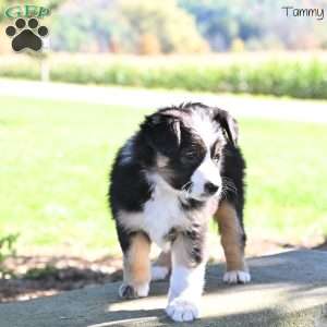 Tammy, Australian Shepherd Puppy