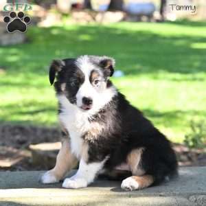 Tammy, Australian Shepherd Puppy