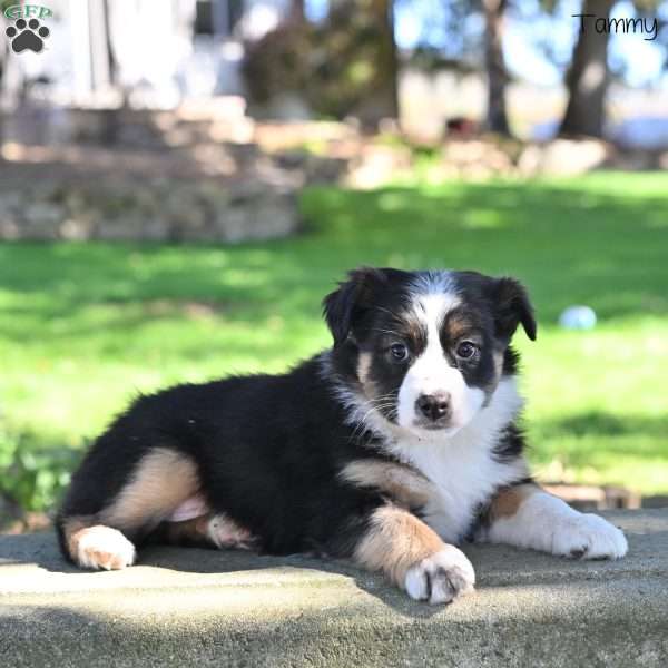 Tammy, Australian Shepherd Puppy