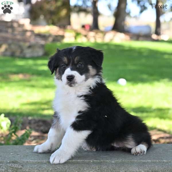 Trixie, Australian Shepherd Puppy
