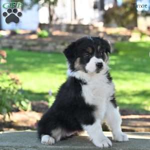 Trixie, Australian Shepherd Puppy