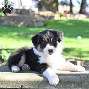 Trixie, Australian Shepherd Puppy