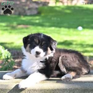 Trixie, Australian Shepherd Puppy