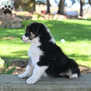 Trixie, Australian Shepherd Puppy