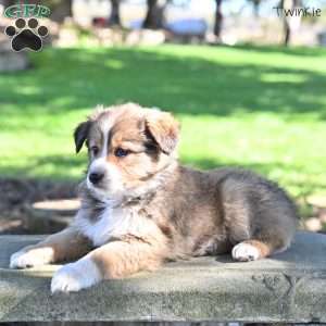 Twinkle, Australian Shepherd Puppy