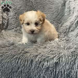 Jonah, Havanese Puppy