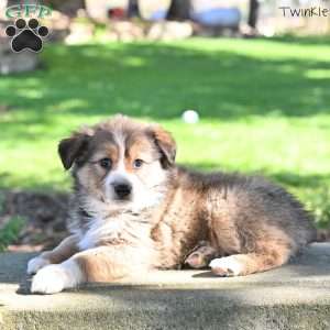 Twinkle, Australian Shepherd Puppy