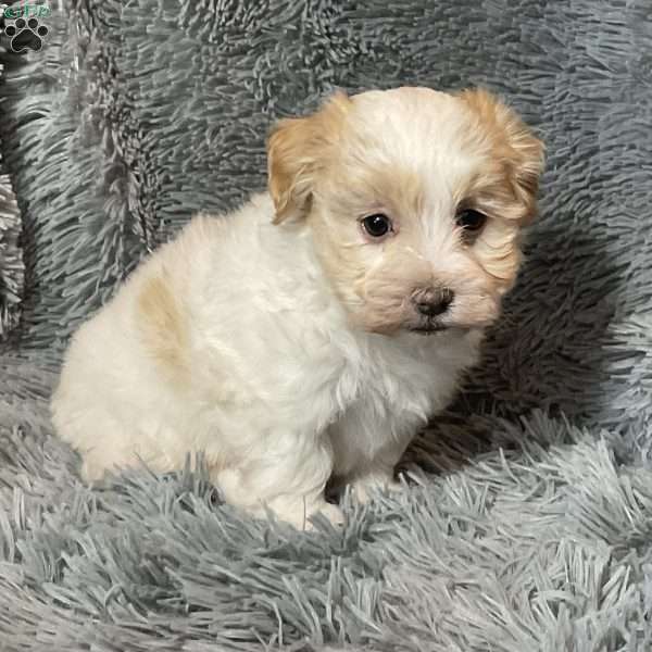 Jonah, Havanese Puppy
