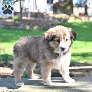Twinkle, Australian Shepherd Puppy