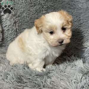 Jonah, Havanese Puppy