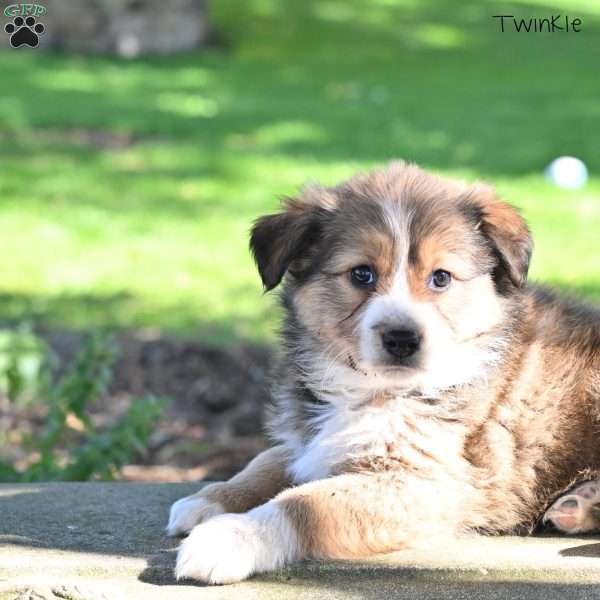 Twinkle, Australian Shepherd Puppy