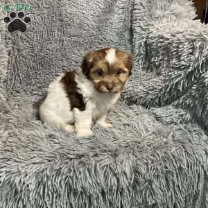 Jayci, Havanese Puppy