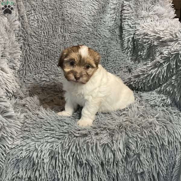 Jayci, Havanese Puppy