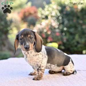 Pumpkin, Dachshund Puppy