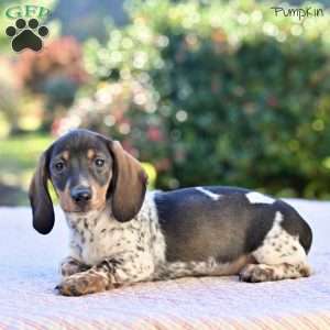 Pumpkin, Dachshund Puppy