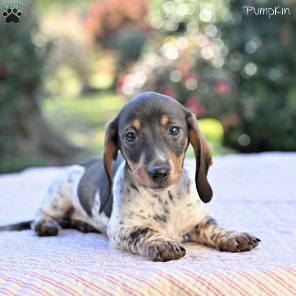 Pumpkin, Dachshund Puppy