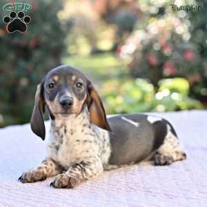 Pumpkin, Dachshund Puppy