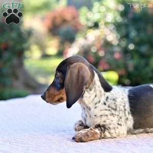 Pumpkin, Dachshund Puppy