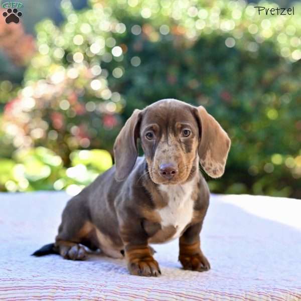 Pretzel, Dachshund Puppy