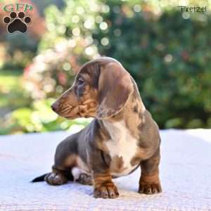 Pretzel, Dachshund Puppy