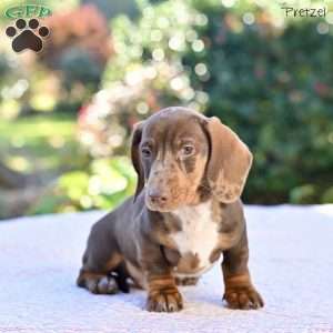 Pretzel, Dachshund Puppy