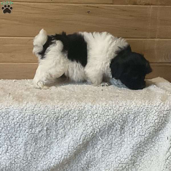 Bently, Havanese Puppy