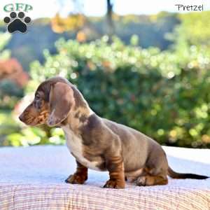 Pretzel, Dachshund Puppy