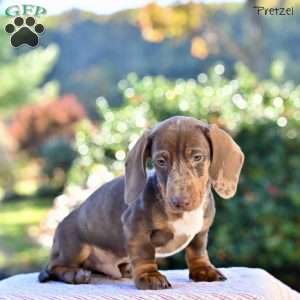 Pretzel, Dachshund Puppy