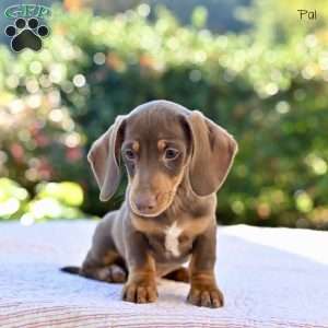 Pal, Dachshund Puppy