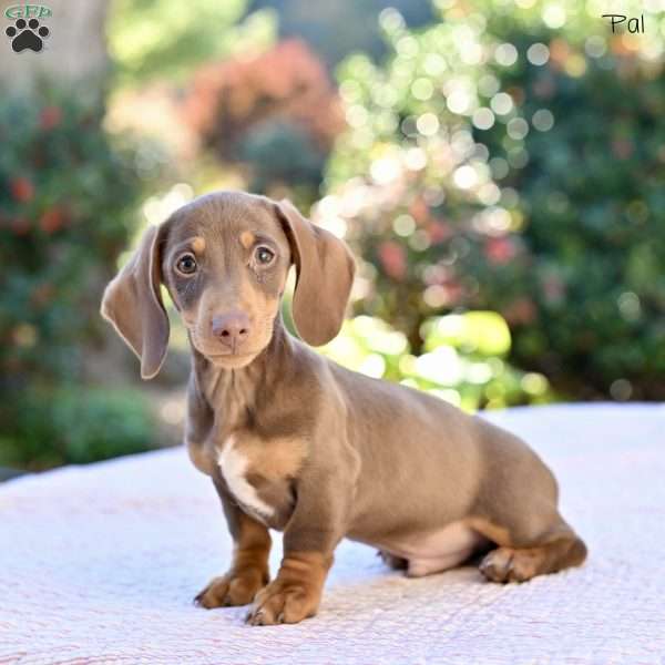 Pal, Dachshund Puppy