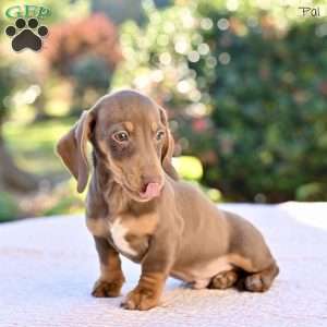 Pal, Dachshund Puppy