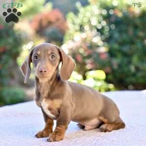 Pal, Dachshund Puppy