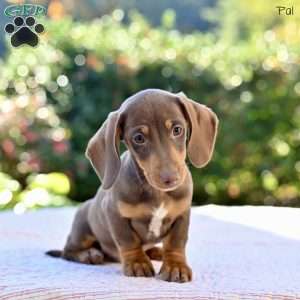 Pal, Dachshund Puppy