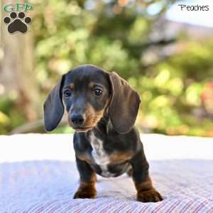 Peaches, Dachshund Puppy