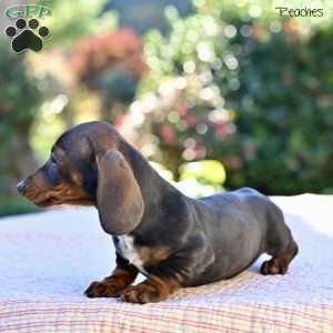 Peaches, Dachshund Puppy